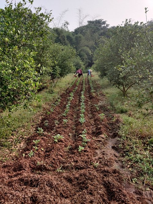 Farm Photo