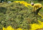Moong Harvest