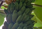 Yelakki Bananas (Elaichi Kela)