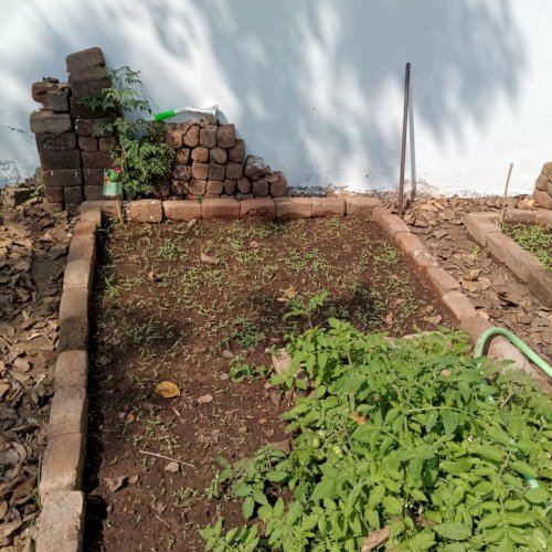 New saplings getting ready for summer veggies production