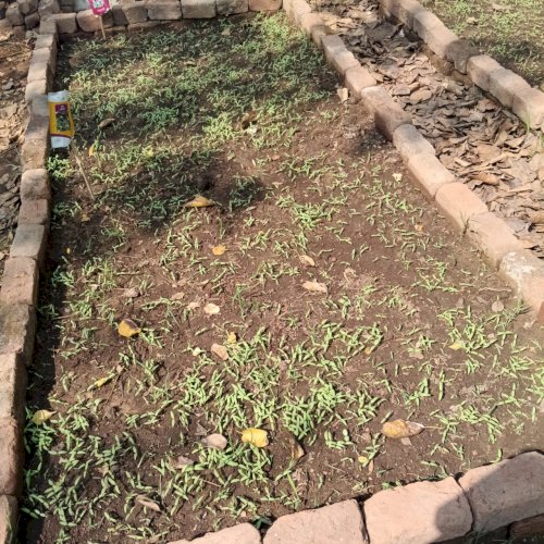 कृषि तीर्थ बजवाडा फॉर्म फोटो 