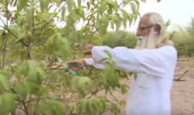 फलदार पेड़ की कटिंग कैसे करें