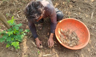 कृषि तीर्थ बजवाडा पर फलदार पेड़ों के बिच में हल्दी लगाने का कार्य किया जा रहा है....