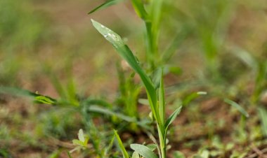 बायोमास के बीज लगाने का कार्य