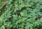 Potato plants
