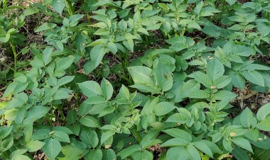 Potato plants