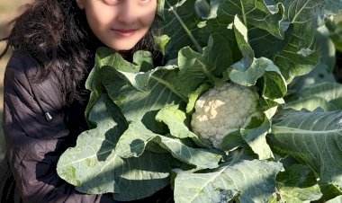 Cauliflower from Gangaa Maa Mandal