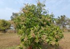 Flowering in Mango Trees