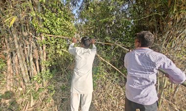 Pruned lemon tree branches can be used in fencing