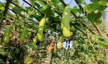Bottle Gourd (Lauki) in Ganga Maa Mandal