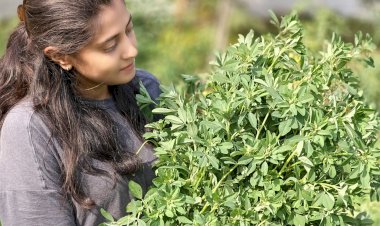 Methi Harvest