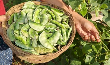 Harvesting Ballar from Ganga Maa Mandal