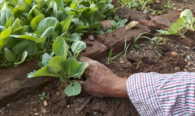Cabbage Saplings (in nursery)