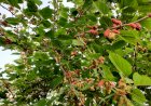 Mulberries