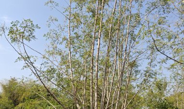 Pruning of Moringa Tree