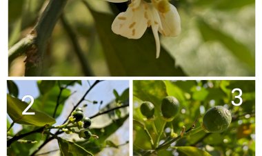 Mosambi (Sweet Lime) Growing Stages