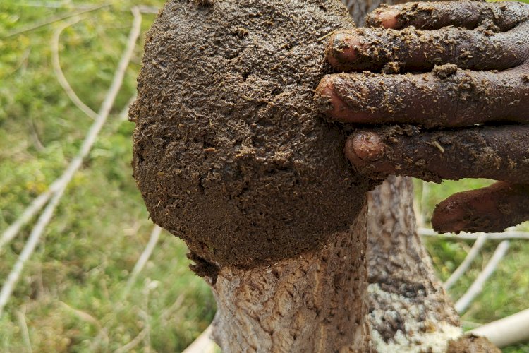 Application of paste on the cut portion of Moringa tree