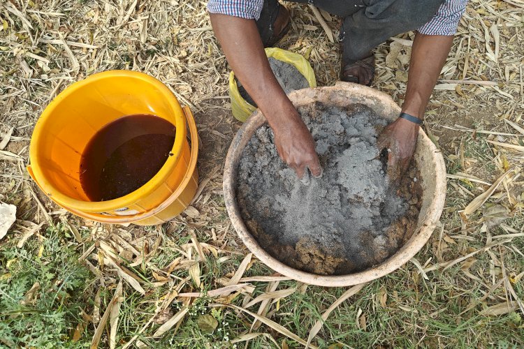 Mixing ash with Cow dung