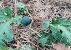 Baby Watermelon