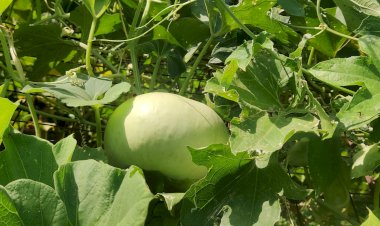 Round Bottle Gourd