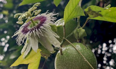 Passion Fruit Flower