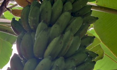 Yelakki Bananas (Elaichi Kela)