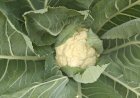 Cauliflower