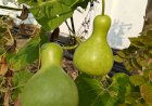Bottle Gourd