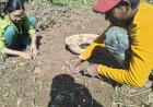 Sowing of Onion Saplings