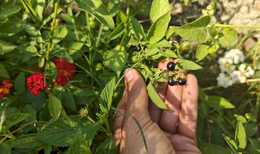 Black nightshade (Makoi)