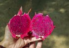 Pink Dragon Fruit