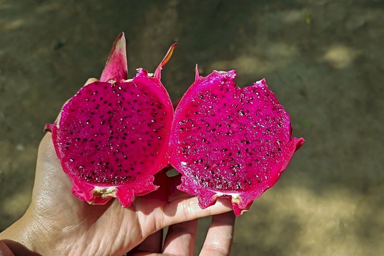 First harvest of dragon fruit plant